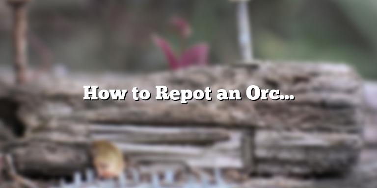 How to Repot an Orchid with Air Roots